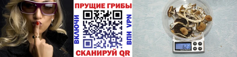 Псилоцибиновые грибы Cubensis  Приморско-Ахтарск 